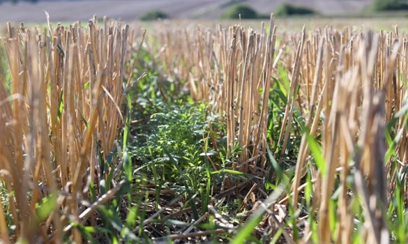 Cover crops species mix in cereal stubble 